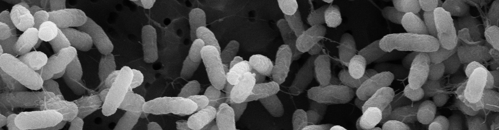 SEM Biofilm